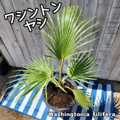 2025年最新】ワシントンヤシの人気アイテム - メルカリ