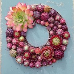 多肉植物寄せ植えセットNO.11154 - メルカリ