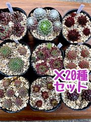 マッコス　カット苗 多肉植物 マッコス カット苗の通販 by カンカン's shop｜ラクマ