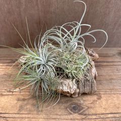 チランジア3種・コルクのセット③  Tillandsia ティランジア イオナンタ ウォンガ エアプランツ エアープランツ  観葉植物 観葉 植物 インテリア オブジェ ディスプレイ プレゼント おしゃれ 置き型 着生