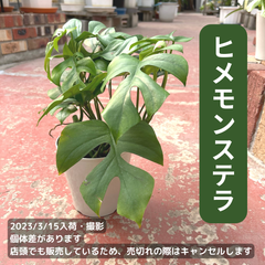 ヒメモンステラ