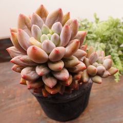 MA078	エンジェルフィンガー	【イータニク】多肉植物　韓国苗　第四種郵便発送