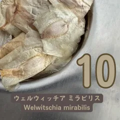 2025年最新】ウェルウィッチアの人気アイテム - メルカリ