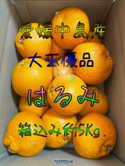 はるみ　大玉　箱込み約5Kg.