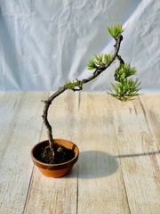 黒松　盆栽　くろまつ