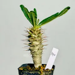 アンボンゲンセ　実生　でっぷり　良型　コレクション　超美株 アンボンゲンセ 実生 でっぷり 良型 コレクション 超美株