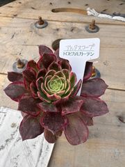 アルタスコープ　アエオニウム　多肉植物　トロピカルガーデン