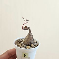 ④♡ミニ株♡〚フィランサス・ミラビリス〛Phyllanthus Mirabilis 塊根植物 コーデックス ポット発送