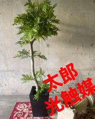 光触媒 人工観葉植物 ウォールグかリーン フェイクグリーン