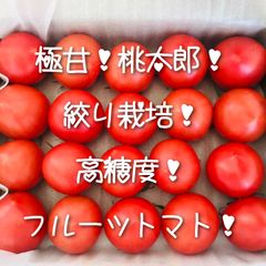 極甘(ごくあま)！桃太郎🍅！絞り栽培！高糖度！フルーツトマト農家直送！🚛　コンパクト！