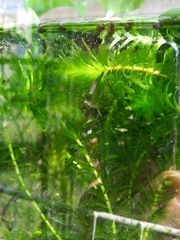 水草セット