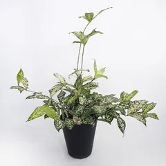 週末特価！5鉢価格！幸福の木　アレカヤシ　ウンベラータ　苗　苗木　観葉植物 早い者勝ち！5鉢価格！幸福の木 アレカヤシ モンステラ 苗 苗木