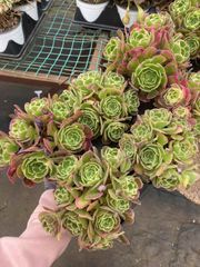 抜き苗 ゲッセン MY55×15株 ふっくら 多肉植物 エケベリア サボテン 韓国苗 新入荷