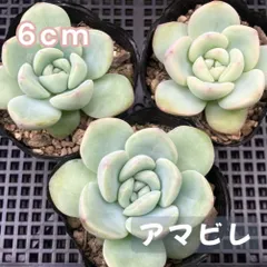 2025年最新】エケベリア 葉挿し アマビレの人気アイテム - メルカリ