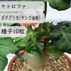 【種子】ヤトロファ・ポダグリカ(サンゴ油桐) 種子10粒