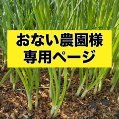 おない農園様専用ページ‼️玉ねぎ苗‼️