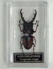 ディアゴスティーニ世界の昆虫全64種コンプリート　クワガタカブトムシ　フィギュア ディアゴスティーニ世界の昆虫全64種コンプリート クワガタカブトムシ