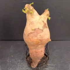 超特大 現地球 発根済み キフォステンマ マクロプス 山中勇人 y鉢付き 2025年最新】キフォステンマ マクロプスの人気アイテム - メルカリ