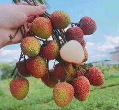 33.特売新鮮青果生新鮮ライチ3kg玉数お任せ常温便