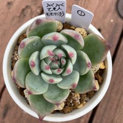桃太郎　多肉植物　waikaの多肉　エケベリア