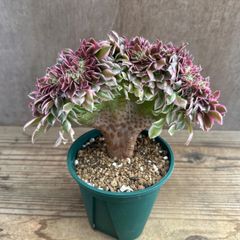 アエオニウム ピンクウィッチ 綴化 ③ ベンケイソウ科 アエオニウム属 Aeonium 現品 観葉植物 観葉 植物 珍奇植物 珍奇 珍しい レア 希少 インテリア 多肉植物 多肉  カクタス インテリア グリーン 斑入り 錦
