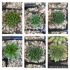 センペルビウム6種セット①