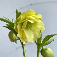 クリスマスローズ　開花株　3.5号ラベル苗　【個体番号A-1】