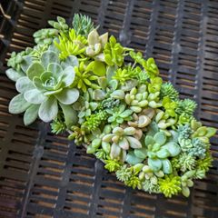 多肉植物 カット苗 寄せ植えセット ミニ 2つセット ⑤ - メルカリ