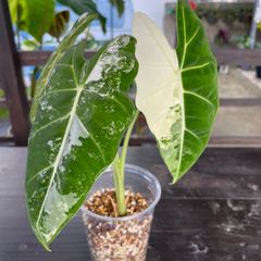 【極上美斑】アロカシア　グリーンベルベット斑入り　alocasia green velvet variegated