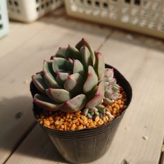 多肉植物 七福美尼 抜き苗(群生) - メルカリ