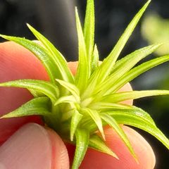 ホワイト率多め綺麗＊ ミニ極上＊ チランジア イオナンタ アルボマルギナータ(アルボマージナータ) Tillandsia ionantha Albomarginata＊エアプランツ＠フラワーショップ江口