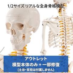 人体模型のKIYOMARU アウトレット - メルカリShops