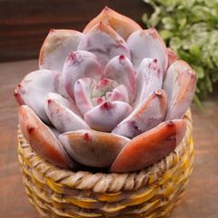 MA090	クリームサン	【イータニク】多肉植物　韓国苗　第四種郵便発送