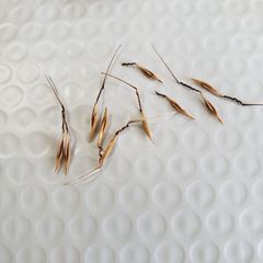 種子１０粒 ペラルゴニウム アリダム Pelargonium aridum 塊根 ケープバルブ 冬型 Caudex