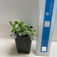 多肉植物　ケラリアピグマエア(レア)  抜き苗　根付き