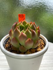 【多肉植物】ピアノ　韓国苗　エケベリア