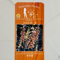 【宿根草】原種系ジギタリス・ラエビガータ　3号ラベル苗