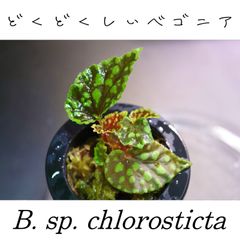 原種ベゴニア】Begonia barsalouxiae バルサロウクシエ - メルカリ