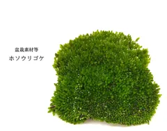 ホソウリゴケのリクエスト用ページ 【公式通販】