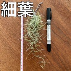 細葉4】ウスネオイデス スパニッシュモス エアープランツ 観葉植物