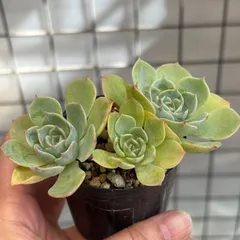 多肉植物✩.*˚七福神 抜き苗 多肉植物‪︎❤︎七福神 抜き苗 - メルカリ‬