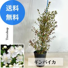 ギンバイカ 【送料無料】銀梅花 15ｃｍポット苗 高さ0.5ｍ 幅0.3ｍ 記念樹 常緑樹 生垣 和風 自然風 植木 庭木 苗木