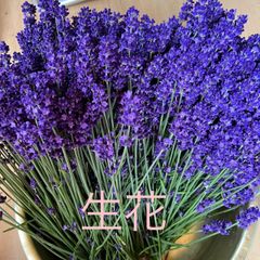 北海道産　無農薬　ラベンダー　生花　100本