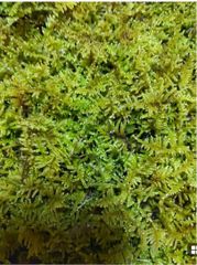 ハイゴケ　2トレー　苔　苔リウム　苔テラリウム　コケ　苔玉