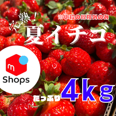✨セール中✨青森県産　夏イチゴ　小粒規格外　4kg  いちご　苺