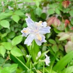 山野草　シャガ　株分け苗