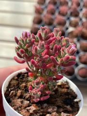 多肉植物　ドロサンテマム　キラキラ　ルビー　抜き苗　1株