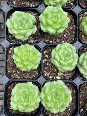 抜き苗 2004 MY63×40株 ふっくら 多肉植物 エケベリア サボテン 韓国苗 新入荷