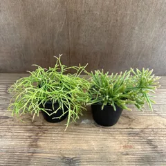 リプサリス　2個セット③ 現品 プリスマティカ  カスッサ Rhipsalis teres f. prismatica 　Rhipsalis cassutha  糸葦 イトアシ 森林サボテン ジャングルサボテン 観葉植物  多肉植物 多肉 ハンギング グリーン