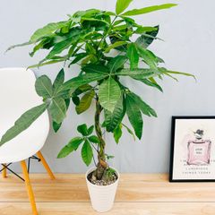 ［現品］23番　フィロデンドロン　ジャイアントザナドゥ　幹上がり　観葉植物　室内 在庫］【珍しい】立派！ フィロデンドロン ジャイアントザナドゥ